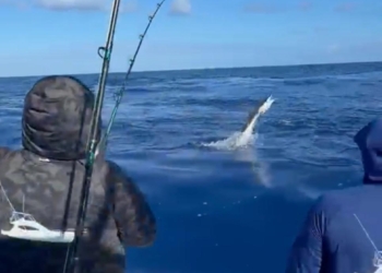 Lanchas Ángela y Fresh Air asumen liderato en torneo de pesca al Marlin Blanco