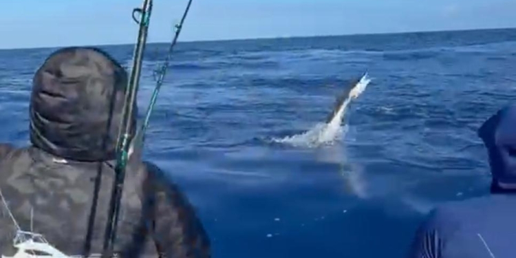 Lanchas Ángela y Fresh Air asumen liderato en torneo de pesca al Marlin Blanco