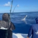 Lanchas Ángela y Fresh Air asumen liderato en torneo de pesca al Marlin Blanco